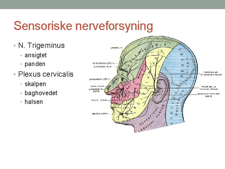 Sensoriske nerveforsyning • N. Trigeminus • ansigtet • panden • Plexus cervicalis • skalpen