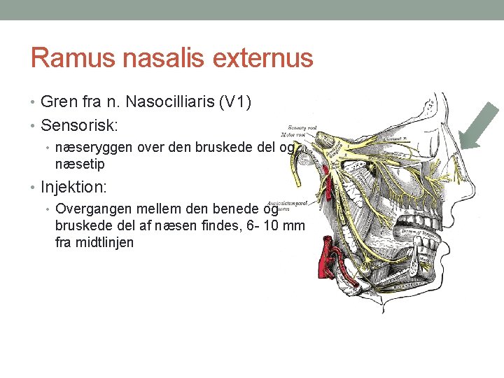 Ramus nasalis externus • Gren fra n. Nasocilliaris (V 1) • Sensorisk: • næseryggen