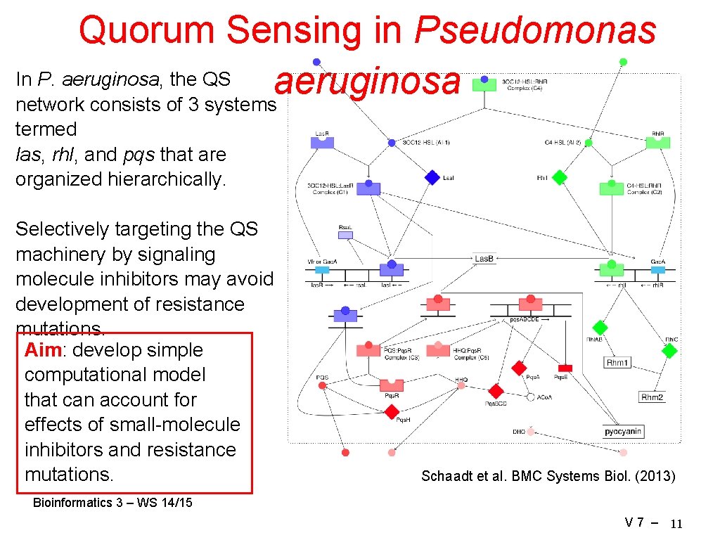 Quorum Sensing in Pseudomonas In P. aeruginosa, the QS aeruginosa network consists of 3