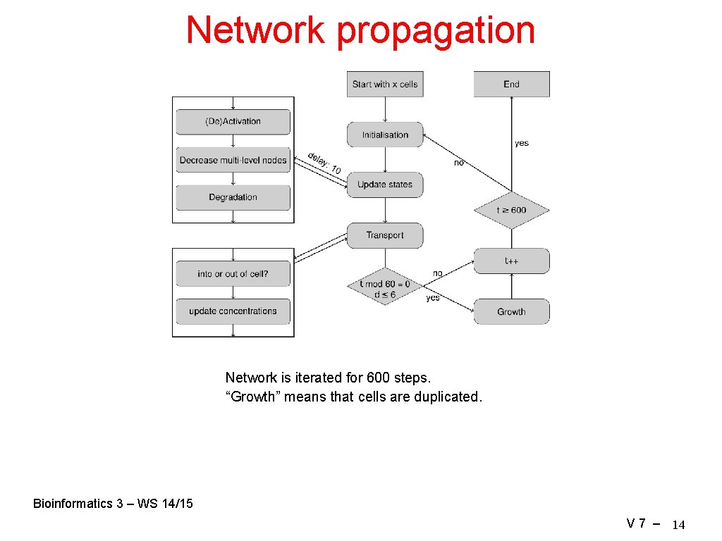 Network propagation Network is iterated for 600 steps. “Growth” means that cells are duplicated.