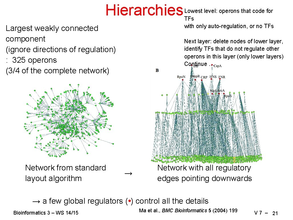 Hierarchies Largest weakly connected component (ignore directions of regulation) : 325 operons (3/4 of