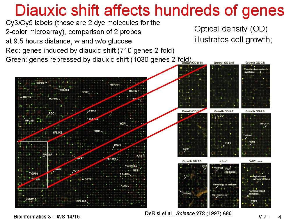 Diauxic shift affects hundreds of genes Cy 3/Cy 5 labels (these are 2 dye