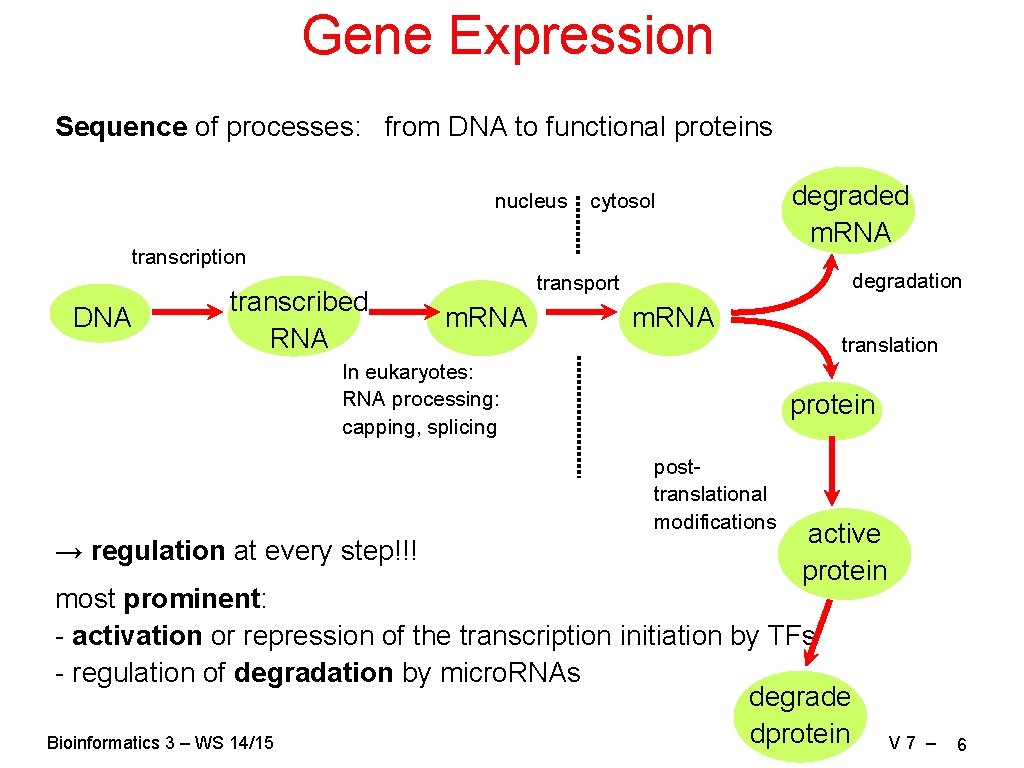 Gene Expression Sequence of processes: from DNA to functional proteins nucleus cytosol transcription DNA