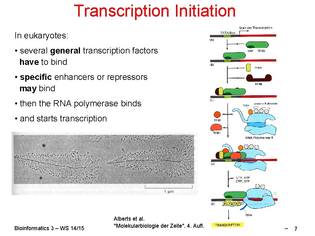 Transcription Initiation In eukaryotes: • several general transcription factors have to bind • specific