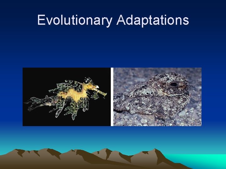 Evolutionary Adaptations 