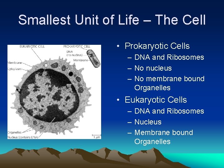 Smallest Unit of Life – The Cell • Prokaryotic Cells – DNA and Ribosomes