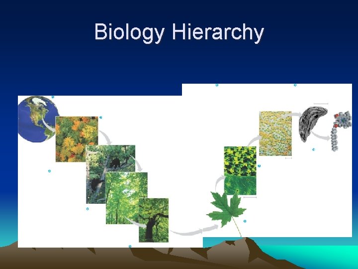 Biology Hierarchy 