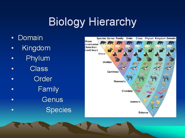 Biology Hierarchy • Domain • Kingdom • Phylum • Class • Order • Family