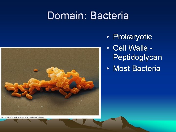 Domain: Bacteria • Prokaryotic • Cell Walls Peptidoglycan • Most Bacteria 