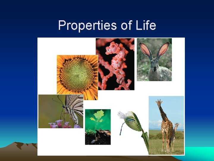 Properties of Life 