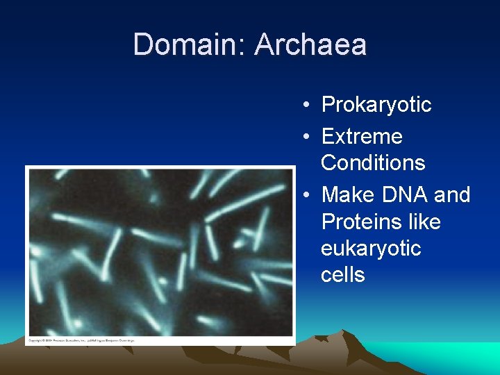 Domain: Archaea • Prokaryotic • Extreme Conditions • Make DNA and Proteins like eukaryotic