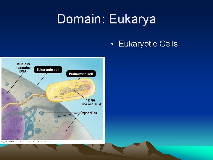Domain: Eukarya • Eukaryotic Cells 