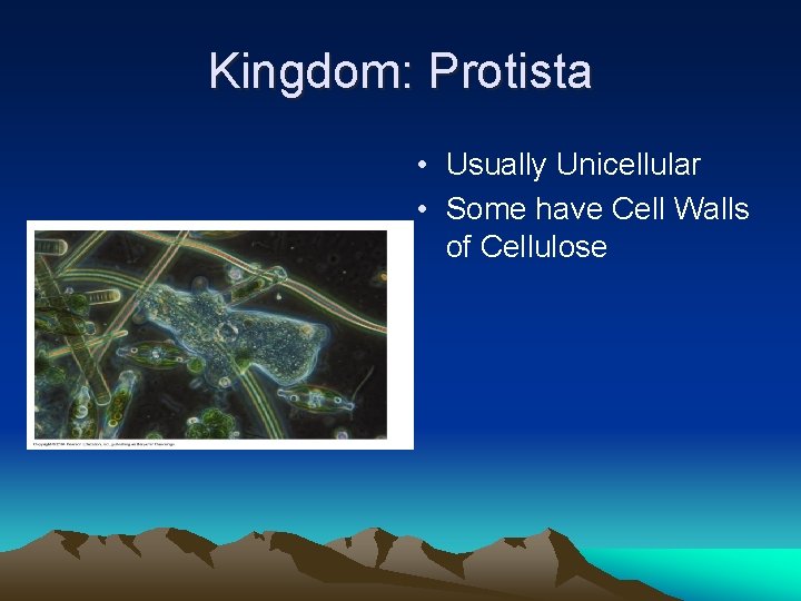 Kingdom: Protista • Usually Unicellular • Some have Cell Walls of Cellulose 