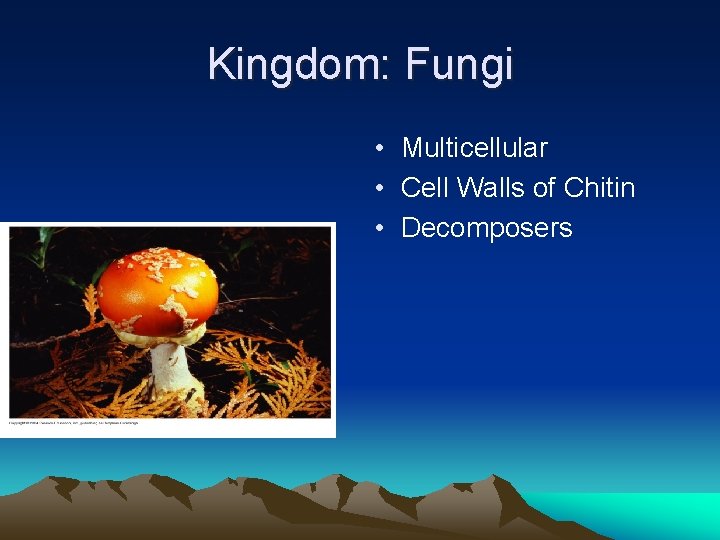 Kingdom: Fungi • Multicellular • Cell Walls of Chitin • Decomposers 