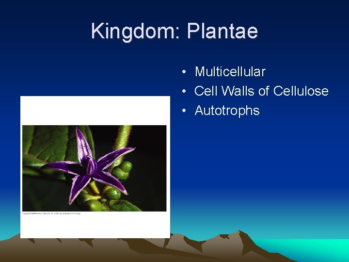 Kingdom: Plantae • Multicellular • Cell Walls of Cellulose • Autotrophs 
