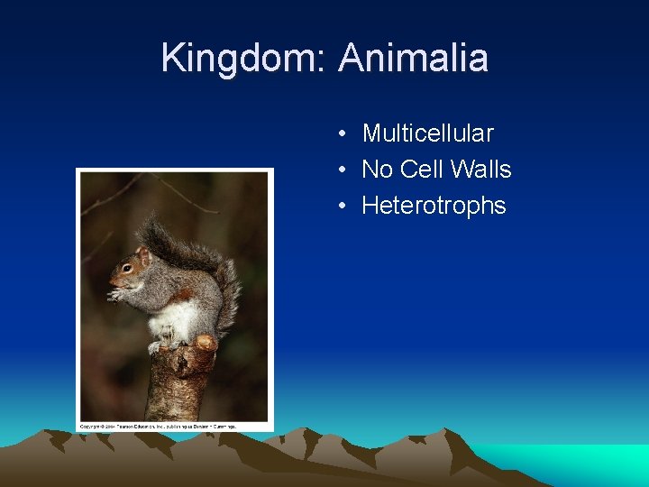 Kingdom: Animalia • Multicellular • No Cell Walls • Heterotrophs 