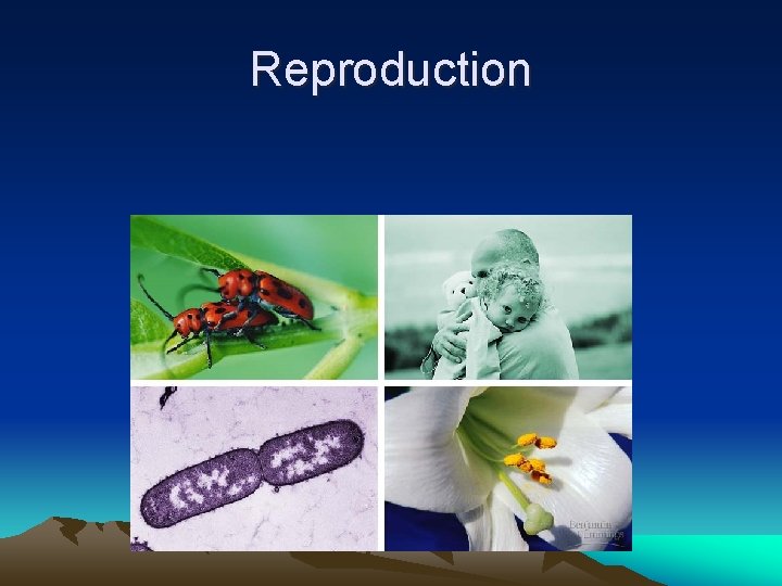 Reproduction 