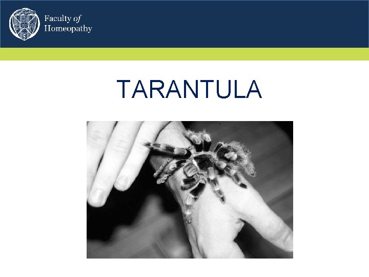 TARANTULA 