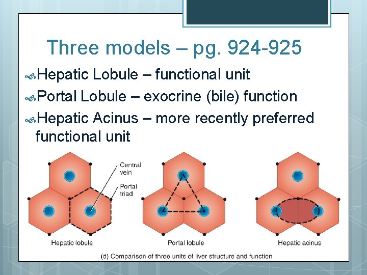 Three models – pg. 924 -925 Hepatic Lobule – functional unit Portal Lobule –