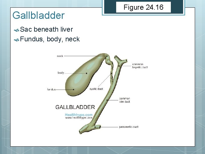 Gallbladder Sac beneath liver Fundus, body, neck Figure 24. 16 