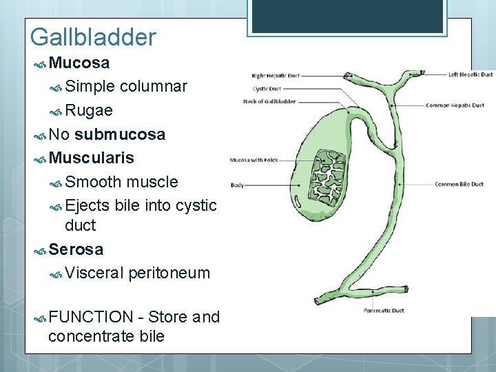 Gallbladder Mucosa Simple columnar Rugae No submucosa Muscularis Smooth muscle Ejects bile into cystic