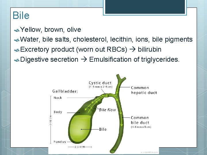 Bile Yellow, brown, olive Water, bile salts, cholesterol, lecithin, ions, bile pigments Excretory product Bile Yellow, brown, olive Water, bile salts, cholesterol, lecithin, ions, bile pigments Excretory product