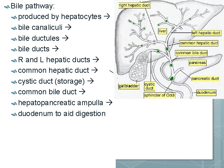  Bile pathway: produced by hepatocytes bile canaliculi bile ductules bile ducts R and