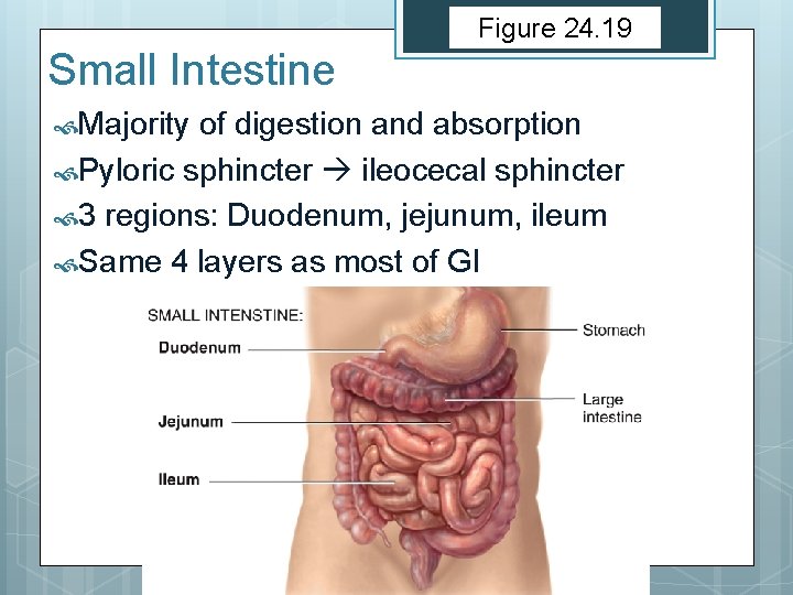 Figure 24. 19 Small Intestine Majority of digestion and absorption Pyloric sphincter ileocecal sphincter