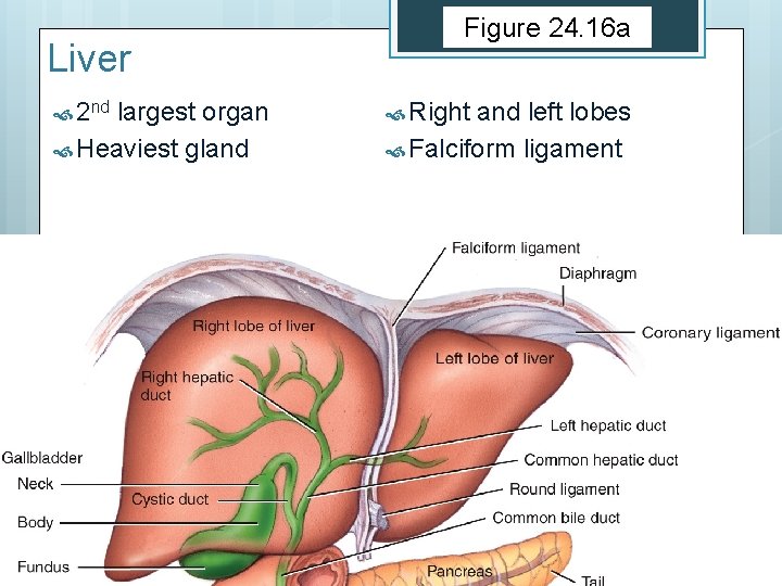 Liver 2 nd largest organ Heaviest gland Figure 24. 16 a Right and left