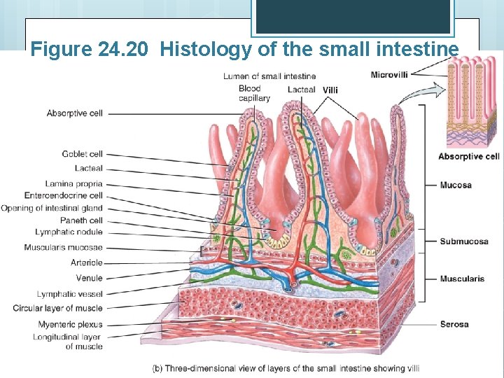 Figure 24. 20 Histology of the small intestine 