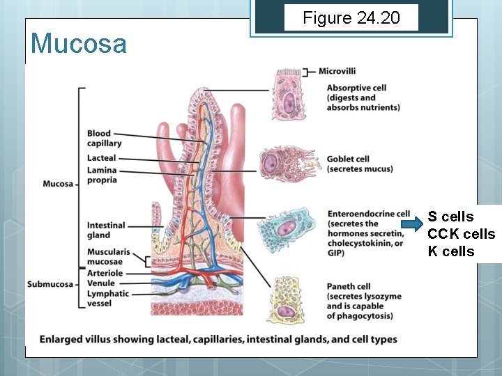 Figure 24. 20 Mucosa S cells CCK cells 