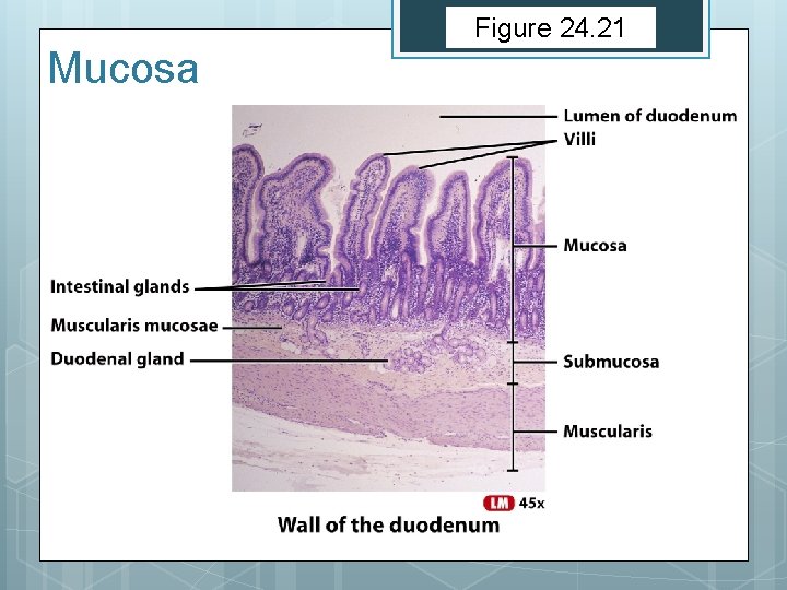 Figure 24. 21 Mucosa 