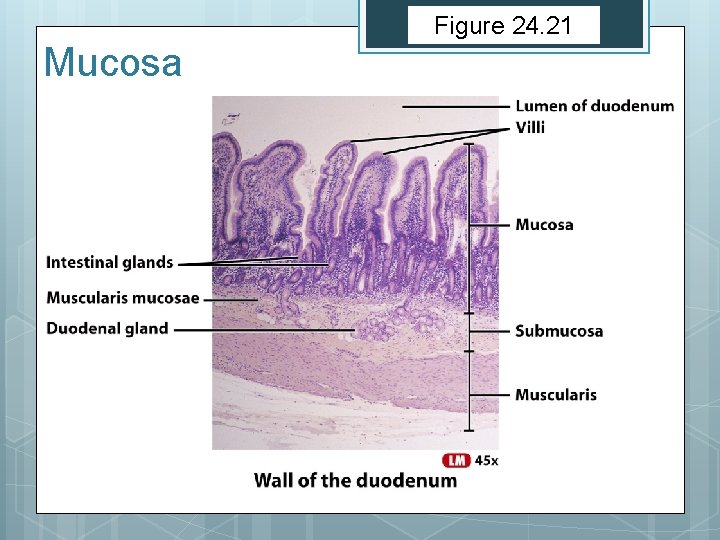 Figure 24. 21 Mucosa Figure 24. 21 Mucosa