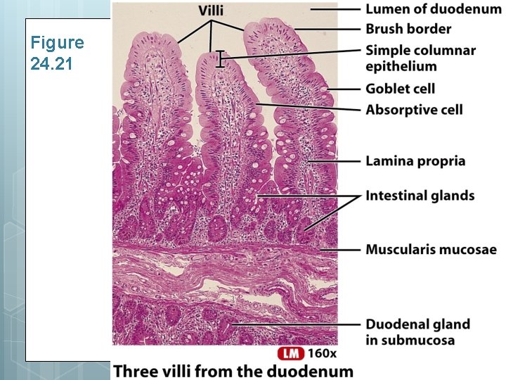 Figure 24. 21 