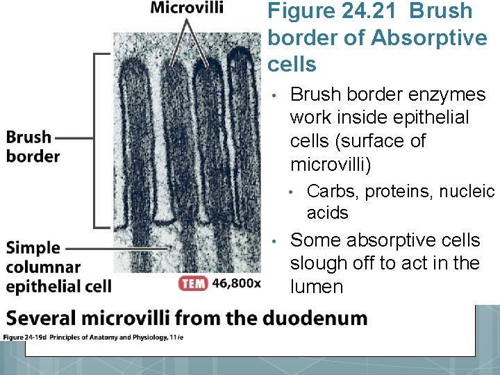 Figure 24. 21 Brush border of Absorptive cells • Brush border enzymes work inside