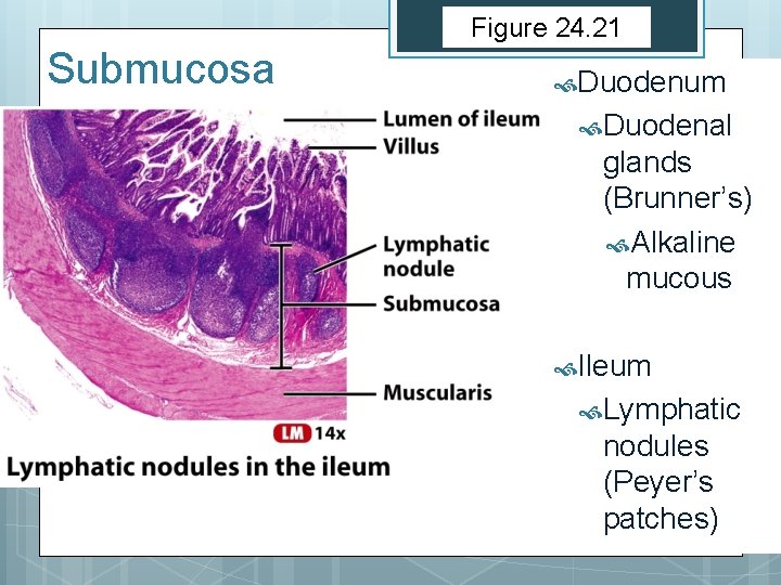 Figure 24. 21 Submucosa Duodenum Duodenal glands (Brunner’s) Alkaline mucous Ileum Lymphatic nodules (Peyer’s