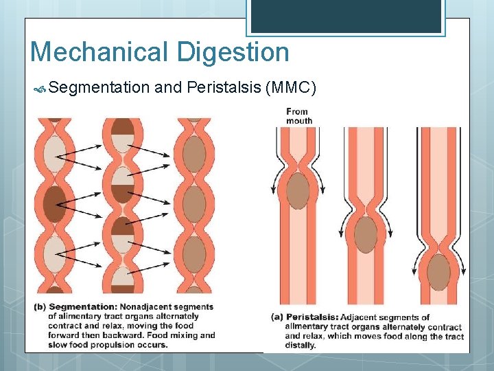 Mechanical Digestion Segmentation and Peristalsis (MMC) 