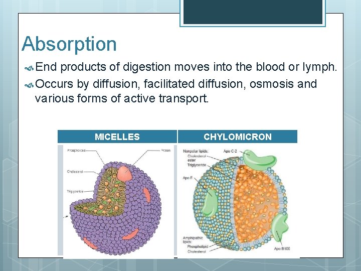 Absorption End products of digestion moves into the blood or lymph. Occurs by diffusion,