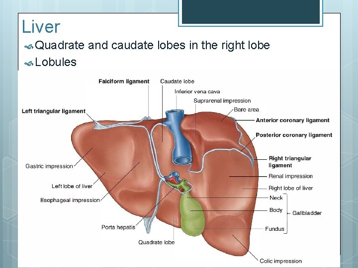 Liver Quadrate Lobules and caudate lobes in the right lobe 