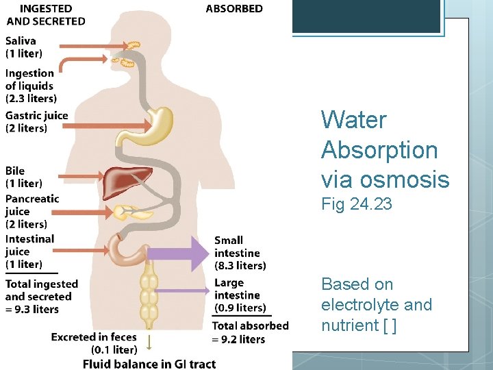 Water Absorption via osmosis Fig 24. 23 Based on electrolyte and nutrient [ ]