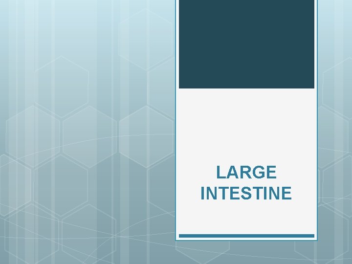 LARGE INTESTINE LARGE INTESTINE