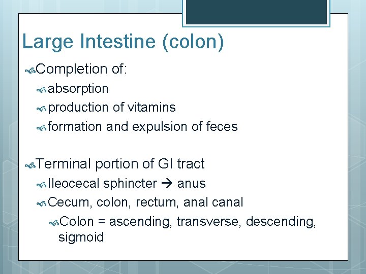 Large Intestine (colon) Completion of: absorption production of vitamins formation and expulsion of feces