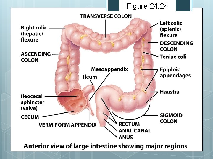 Figure 24. 24 Figure 24. 24