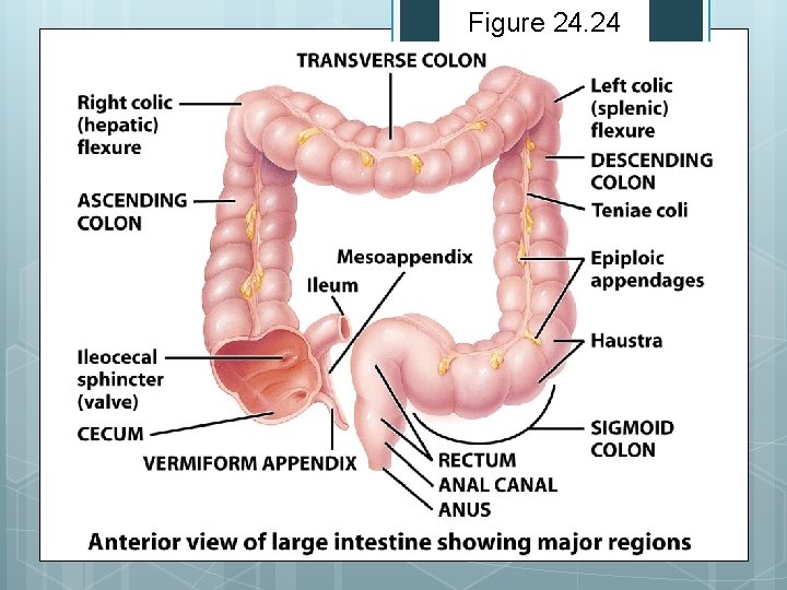 Figure 24. 24 