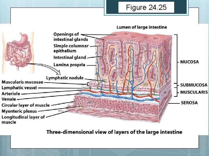 Figure 24. 25 