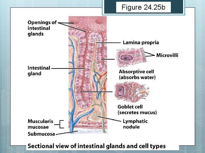 Figure 24. 25 b 