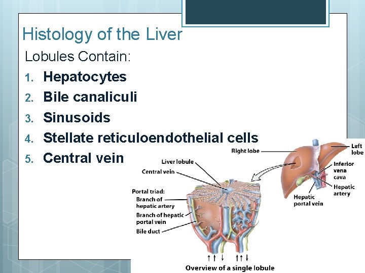 Histology of the Liver Lobules Contain: 1. Hepatocytes 2. Bile canaliculi 3. Sinusoids 4.