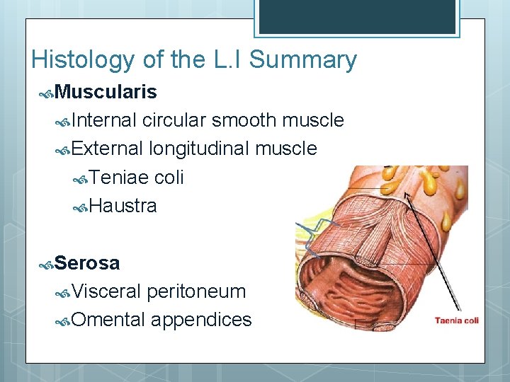 Histology of the L. I Summary Muscularis Internal circular smooth muscle External longitudinal muscle Histology of the L. I Summary Muscularis Internal circular smooth muscle External longitudinal muscle