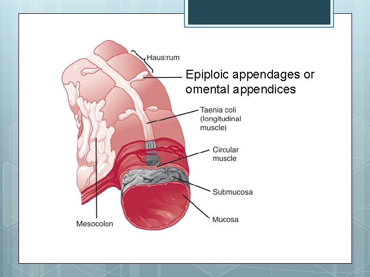 Epiploic appendages or omental appendices 