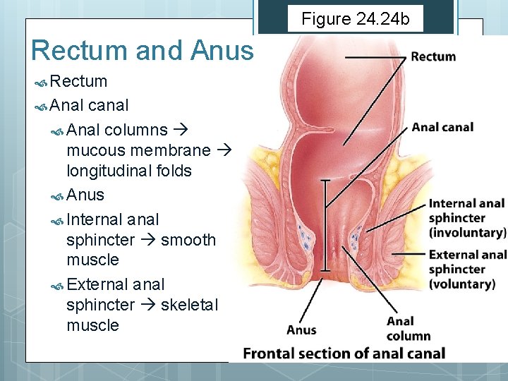 Figure 24. 24 b Rectum and Anus Rectum Anal canal Anal columns mucous membrane